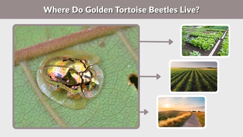 Where Do Golden Tortoise Beetles Live?