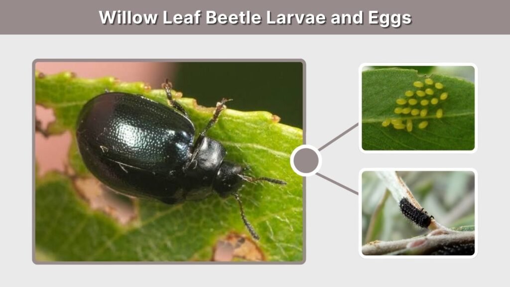 Willow Leaf Beetle Larvae and Eggs