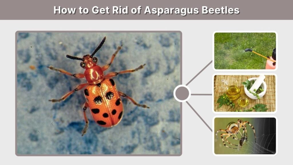 How to Get Rid of Asparagus Beetles