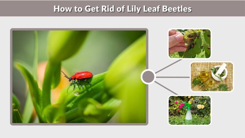 How to Get Rid of Lily Leaf Beetles