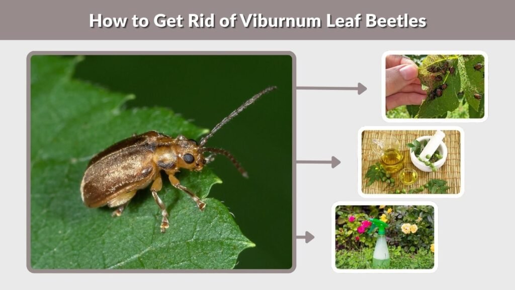 How to Get Rid of Viburnum Leaf Beetles