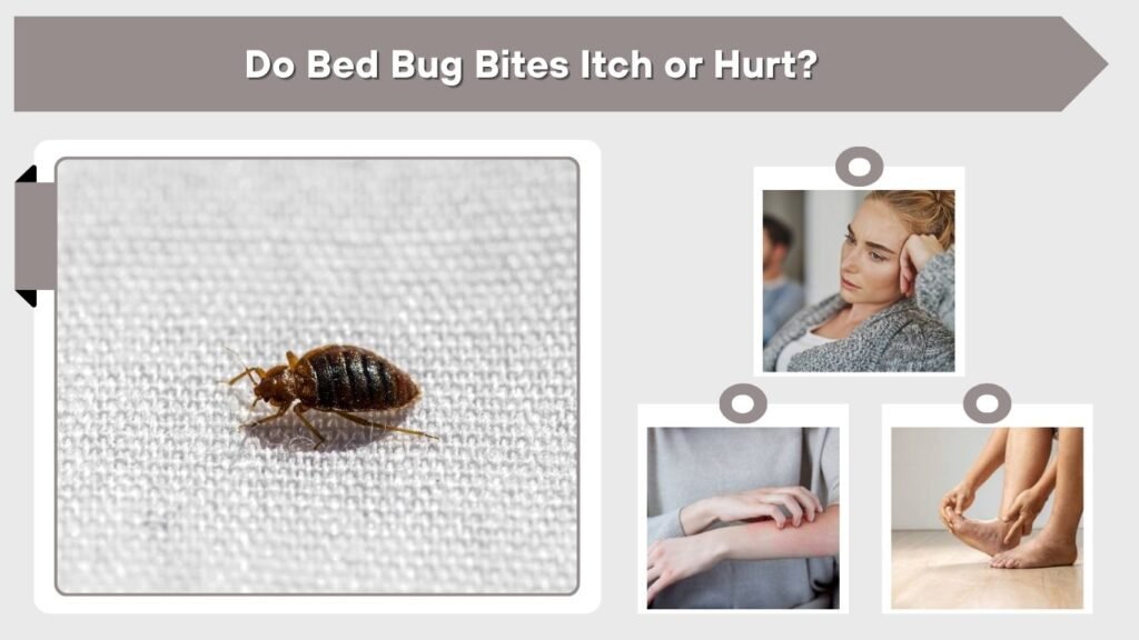 Do Bed Bug Bites Itch or Hurt?