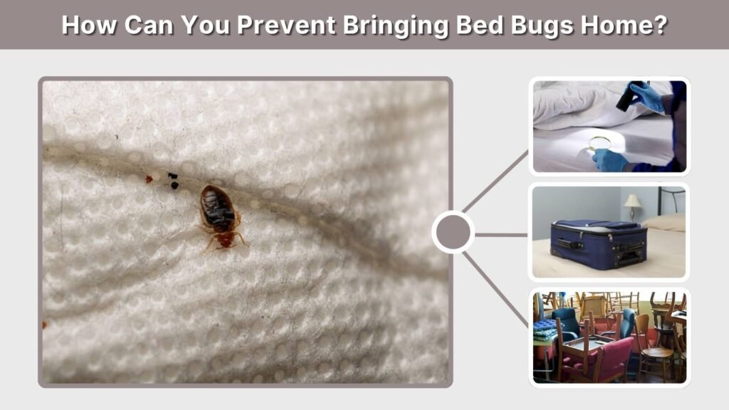 How Can You Prevent Bringing Bed Bugs Home?
