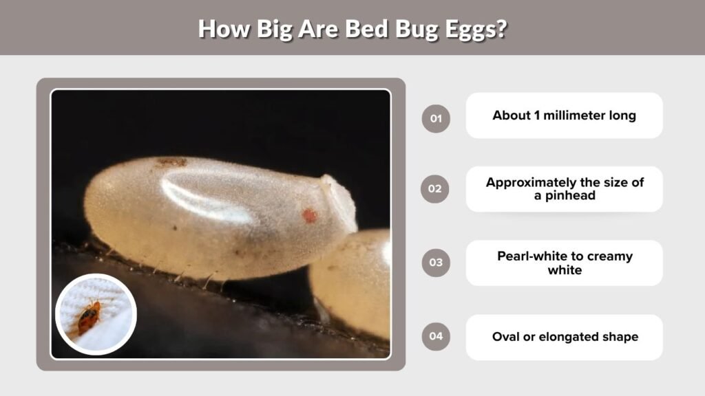 How Big Are Bed Bug Eggs?