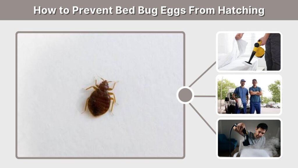 How to Prevent Bed Bug Eggs From Hatching