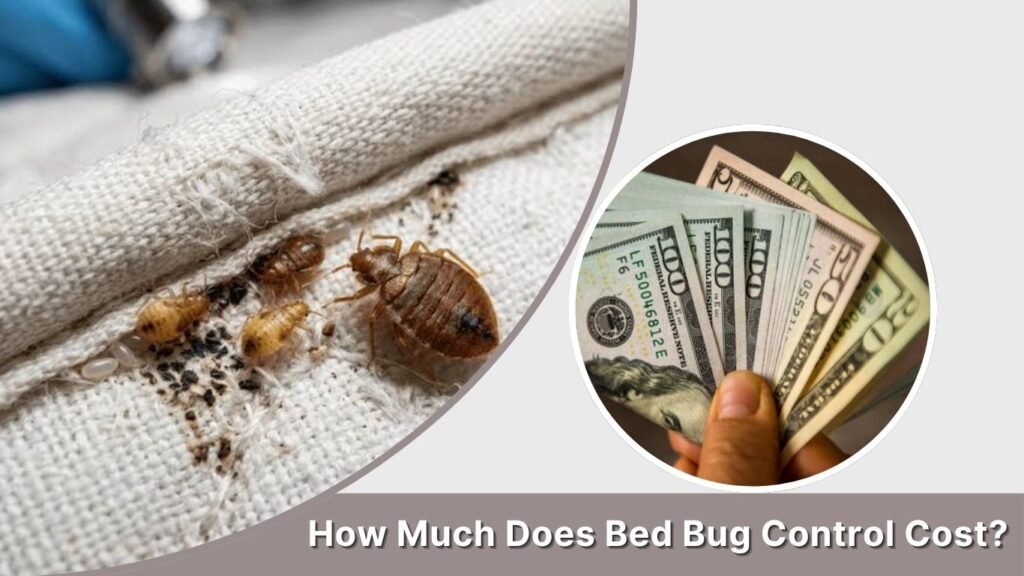 How Much Does Bed Bug Control Cost?