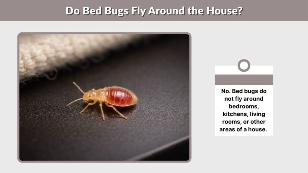 Do Bed Bugs Fly Around the House?