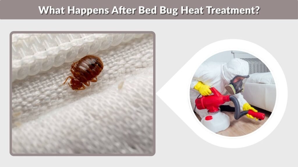 What Happens After Bed Bug Heat Treatment?