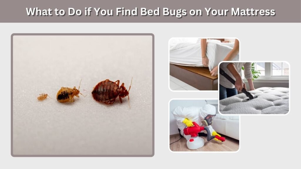 What to Do if You Find Bed Bugs on Your Mattress