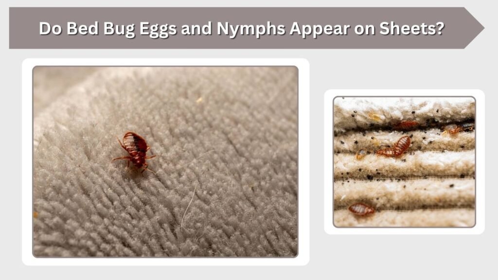 Do Bed Bug Eggs and Nymphs Appear on Sheets?