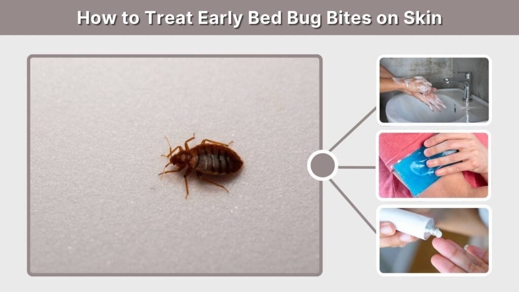 How to Treat Early Bed Bug Bites on Skin