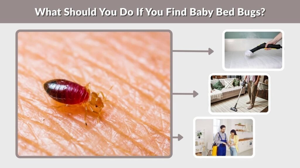 What Should You Do If You Find Baby Bed Bugs?