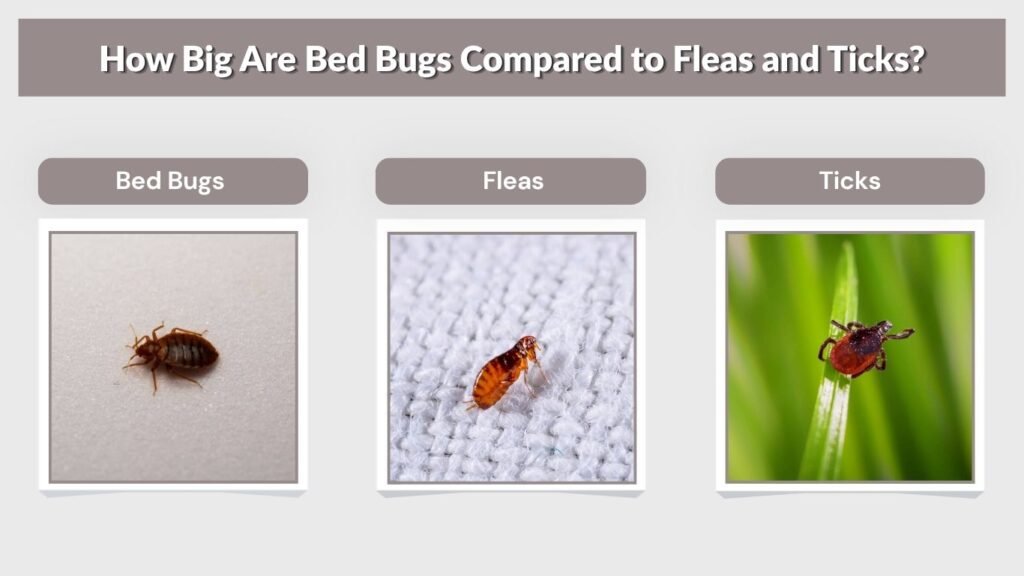 How Big Are Bed Bugs Compared to Fleas and Ticks?