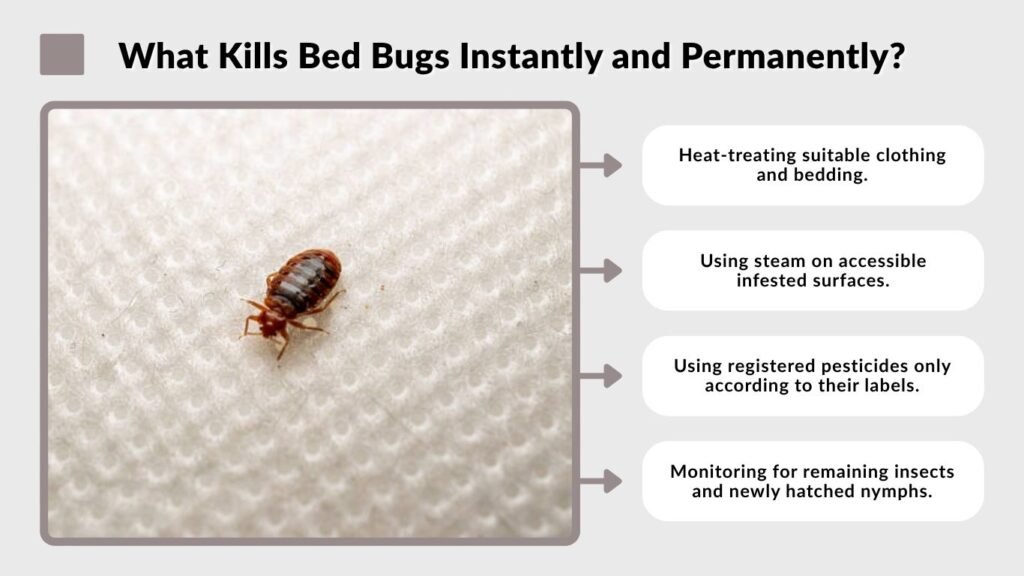 What Kills Bed Bugs Instantly and Permanently?