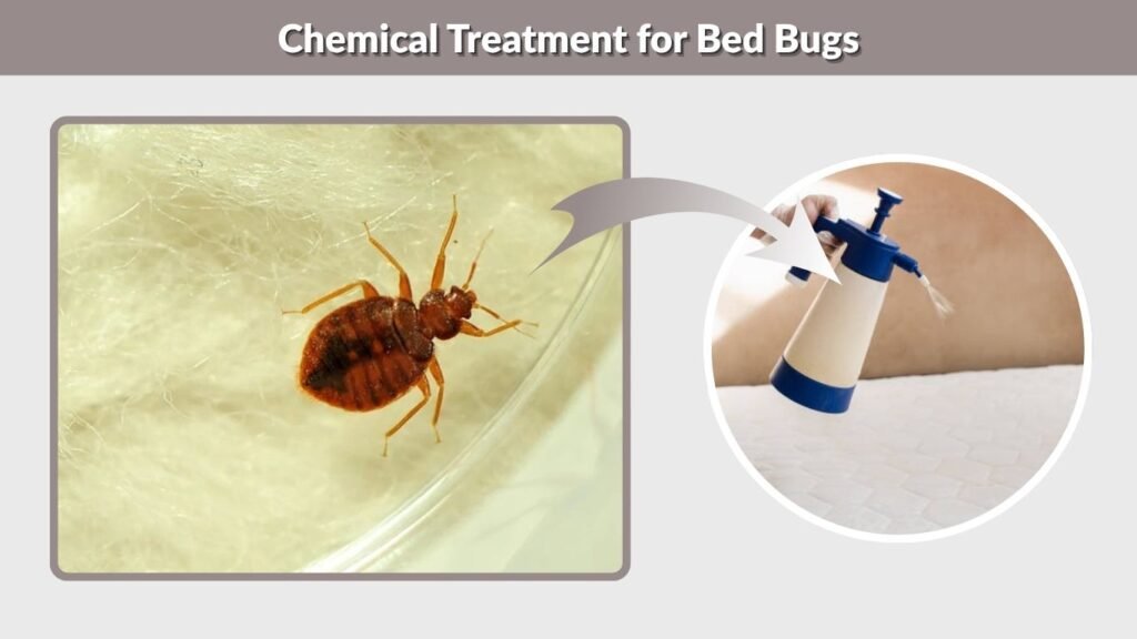 Chemical Treatment for Bed Bugs