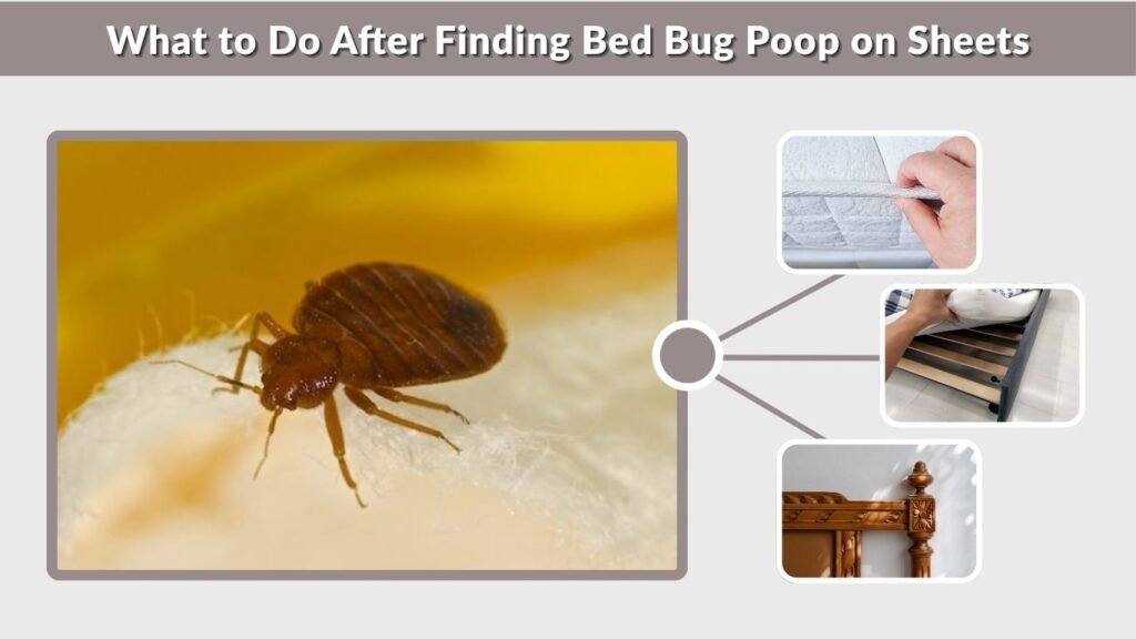What to Do After Finding Bed Bug Poop on Sheets