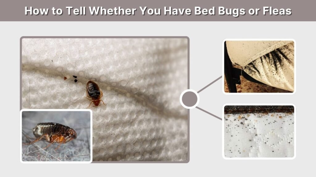 How to Tell Whether You Have Bed Bugs or Fleas