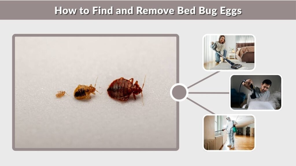 How to Find and Remove Bed Bug Eggs