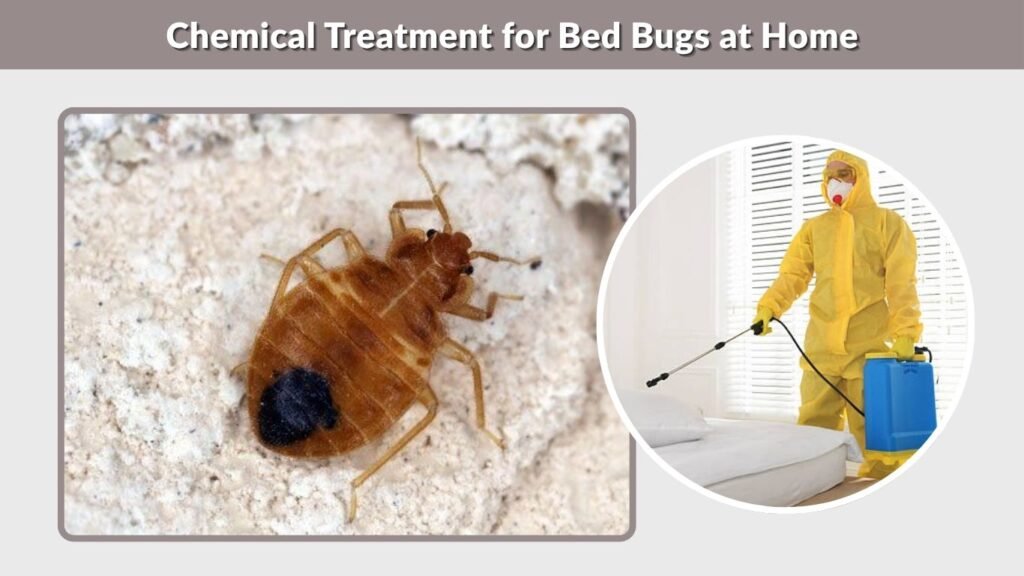 Labelled Insects Bed Bugs Treatment at Home: Methods That Actually Work