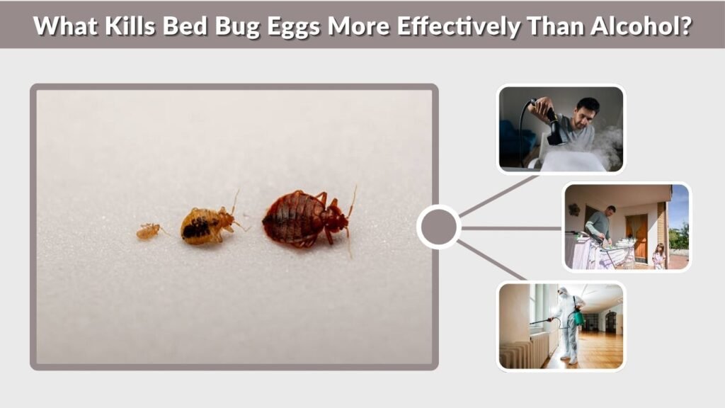 What Kills Bed Bug Eggs More Effectively Than Alcohol?