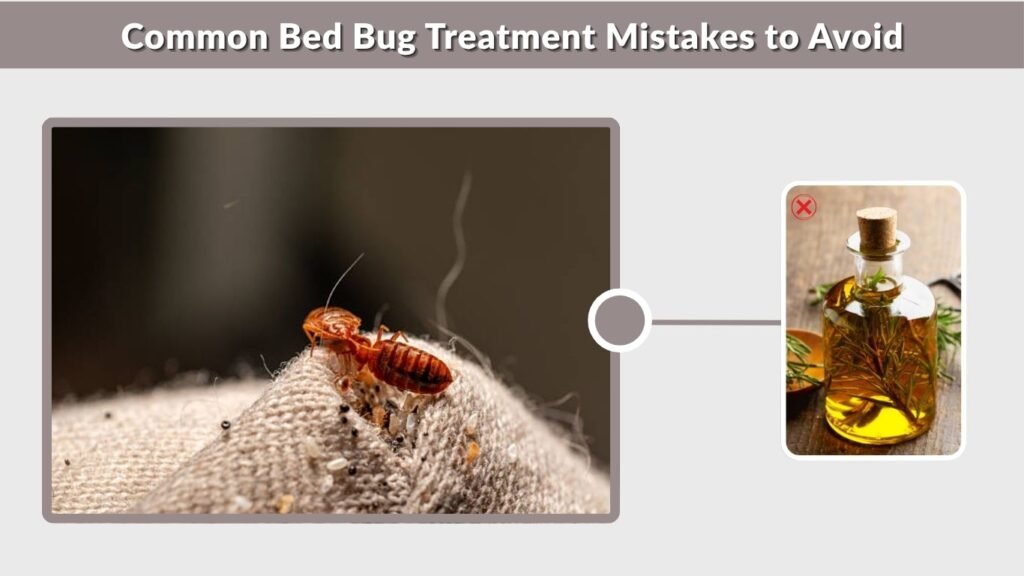 Common Bed Bug Treatment Mistakes to Avoid