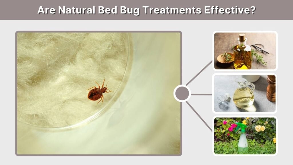 Are Natural Bed Bug Treatments Effective?