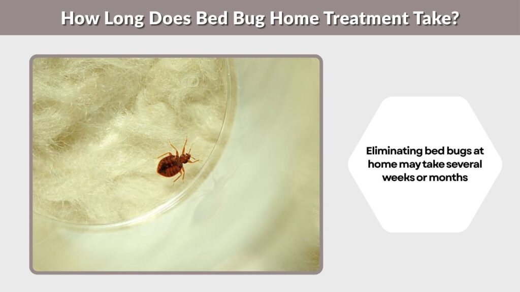 How Long Does Bed Bug Home Treatment Take?