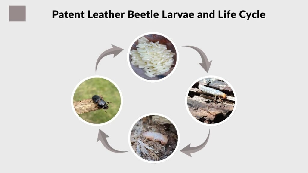Patent Leather Beetle Larvae and Life Cycle