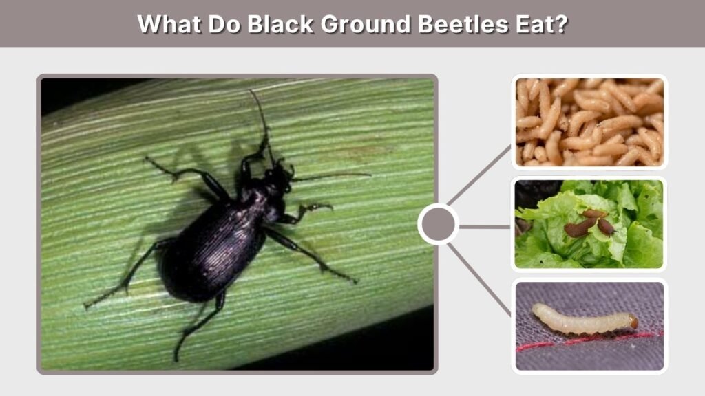 What Do Black Ground Beetles Eat?