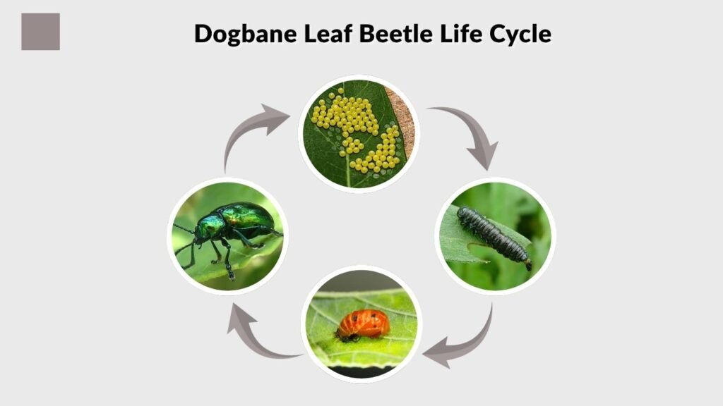 Dogbane Leaf Beetle Life Cycle