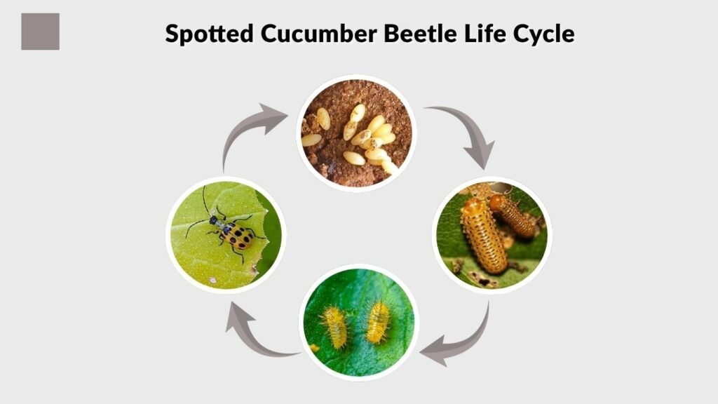 Spotted Cucumber Beetle Life Cycle