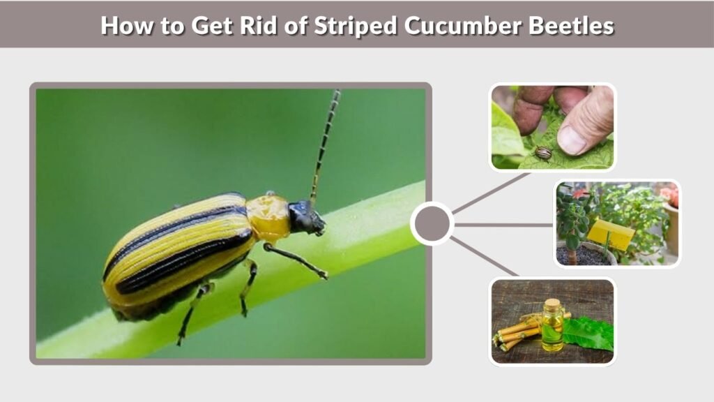 How to Get Rid of Striped Cucumber Beetles