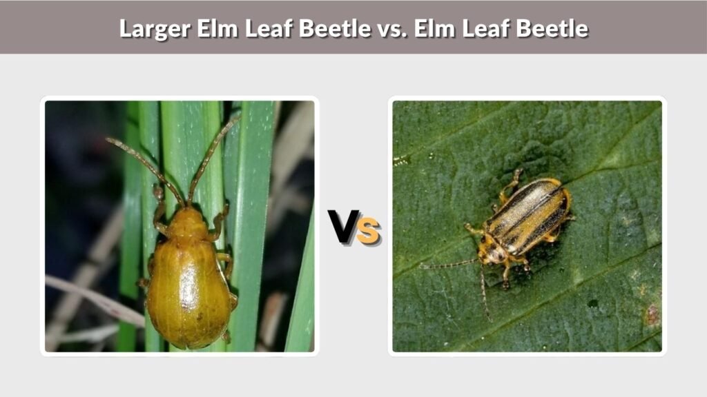 Larger Elm Leaf Beetle vs. Elm Leaf Beetle