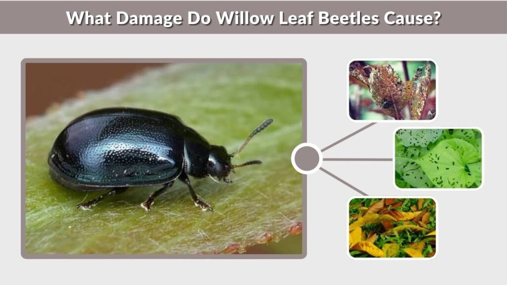 What Damage Do Willow Leaf Beetles Cause?