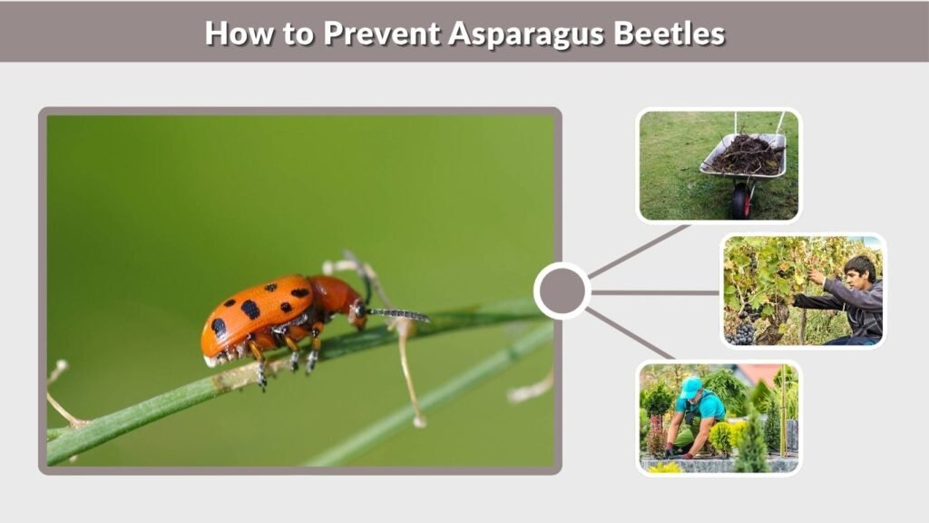How to Prevent Asparagus Beetles