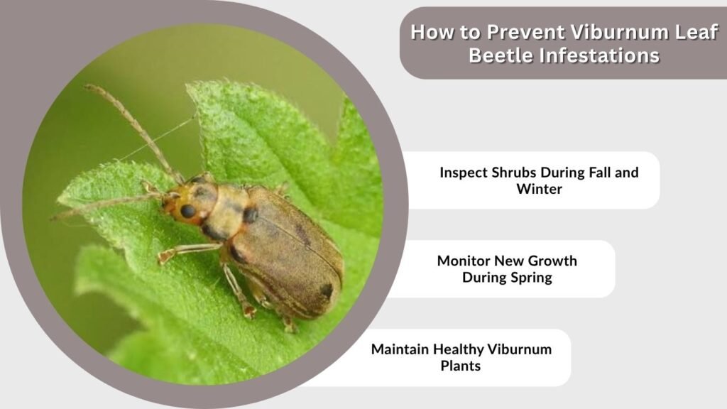 How to Prevent Viburnum Leaf Beetle Infestations