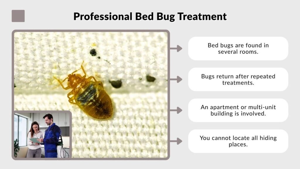 Professional Bed Bug Treatment