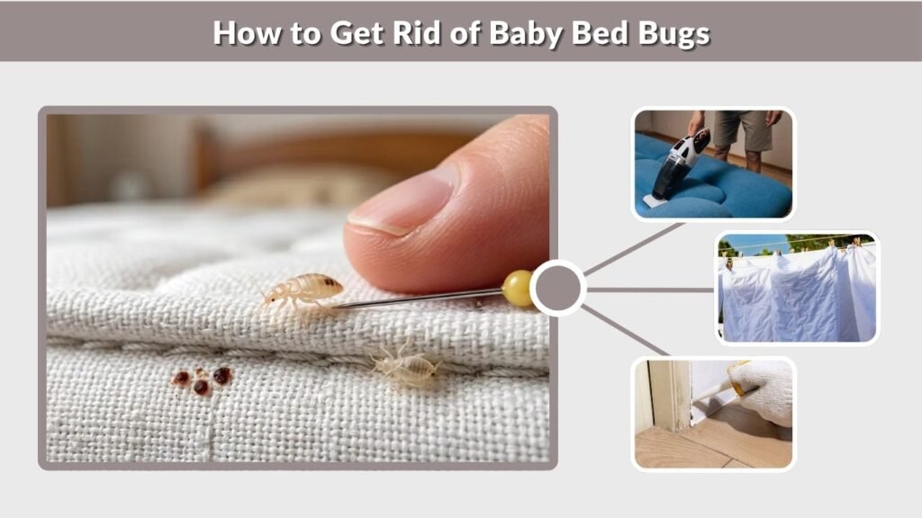 How to Get Rid of Baby Bed Bugs