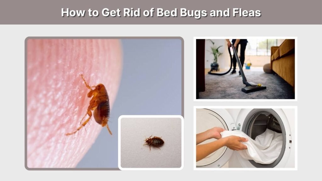 How to Get Rid of Bed Bugs and Fleas