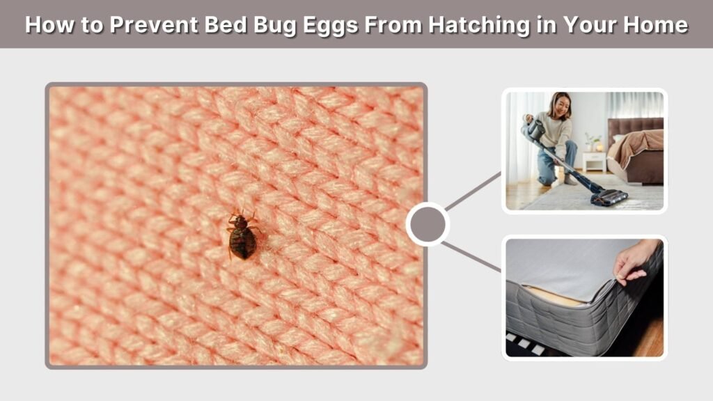 How to Prevent Bed Bug Eggs From Hatching in Your Home