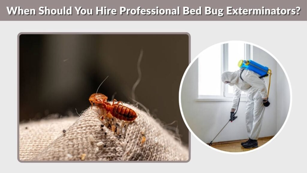 When Should You Hire Professional Bed Bug Exterminators?