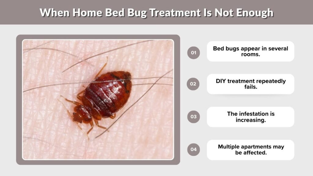 When Home Bed Bug Treatment Is Not Enough