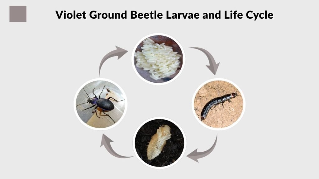 Violet Ground Beetle Larvae and Life Cycle