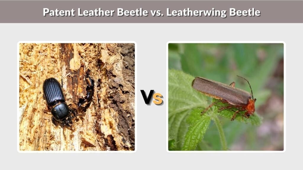 Patent Leather Beetle vs. Leatherwing Beetle