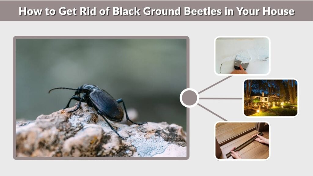 How to Get Rid of Black Ground Beetles in Your House