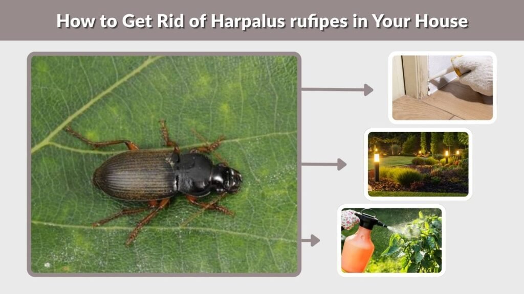 How to Get Rid of Harpalus rufipes in Your House