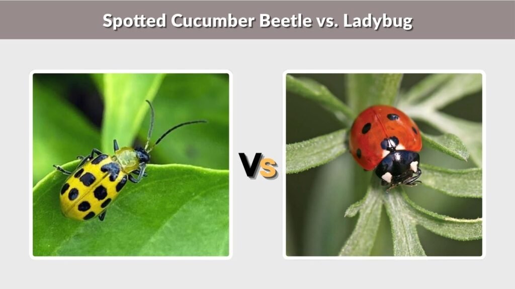 Spotted Cucumber Beetle vs. Ladybug
