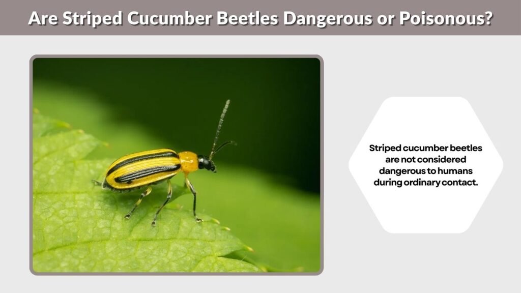 Are Striped Cucumber Beetles Dangerous or Poisonous?