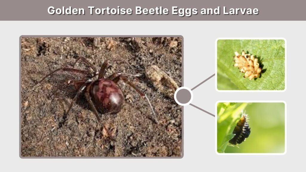 Golden Tortoise Beetle Eggs and Larvae