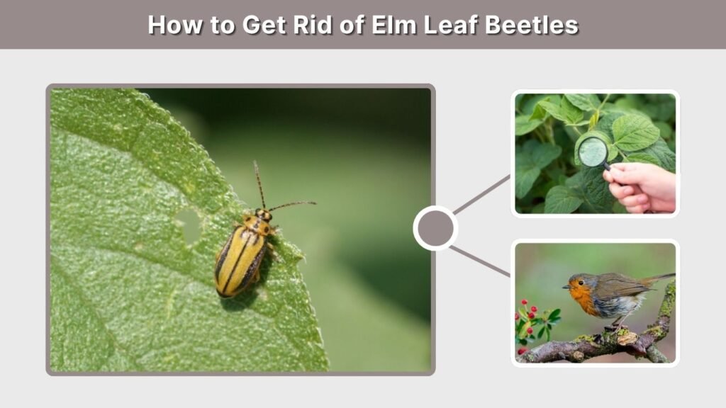 How to Get Rid of Elm Leaf Beetles